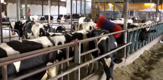 Proizvođači mleka centralne Srbije prosuće tri tone mleka jer su nezadovoljni otkupnom cenom