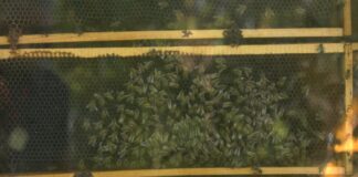 DZPPS – Za 11 pčelarskih gazdinstava električne ograde za zaštitu pčelinjaka od mrkog medveda