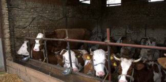 Nema razloga za zabrinutost – rizik širenja antraksa u Republiku Srbiju je mali, situacija je pod kontrolom