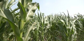 Količina vode direktno utiče na krupnoću i kvalitet zrna kukuruza
