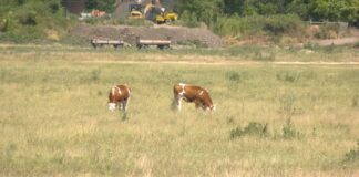 Drastičan pad broja muznih krava u Srbiji