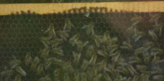 Kako i zašto pčele menjaju svoju kraljicu?