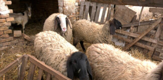 Bolest plavog jezika u okolini Bosilegrada