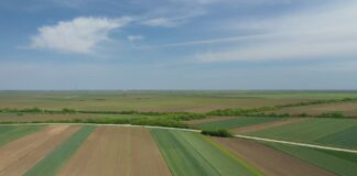 Vojvođanske opštine sistematski zanemaruju vetrozaštitu