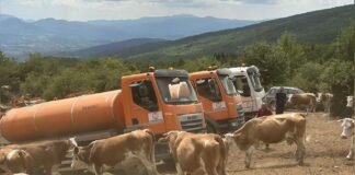 Stigle cisterne sa vodom do žednih krava i konja na Suvoj planini