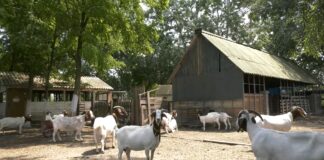 Zajedničko delovanje svih službi i poljoprivrednika na zaštiti stočnog fonda