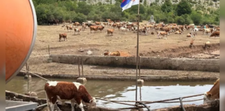 Država obezbedila vodu za stoku na području Suve planine
