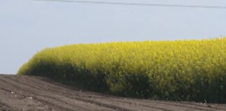 Uljana repica – Setva na vreme za dobar prinos