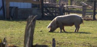 Prvi slučaj afričke kuge svinja u opštini Bač