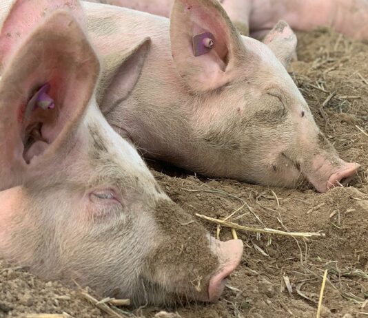 Najviše slučajeva Afričke kuge svinja u Srbiji i Rumuniji, u Italiji bolest kvrgave kože