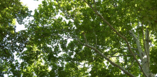 Raspisan Konkurs za dodelu sredstava za održivi razvoj i unapređenje šumarstva