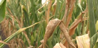 Vrućine ubrzavaju razvoj kukuruzne sovice