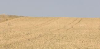 Rekordan rod pšenice, otkupna cena pod pritiskom