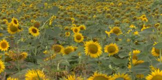 Počela je žetva suncokreta – Kakvi su prinosi