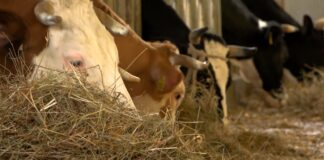 Svetska proizvodnja mleka na najvišem nivou – Da li sledi usporavanje, pa i pad?