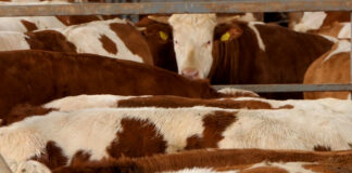 Zaštita stoke od insekata