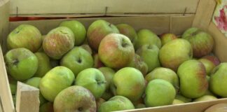 Cene voća i povrća šarene od pijace do pijace