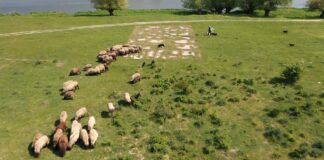 Kako sam zasnovati livade i pašnjake