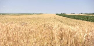 Rekordna proizvodnja pšenice i problemi sa izvozom