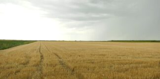 Tritikale – Visoka otpornost prema niskim temperaturama i suši