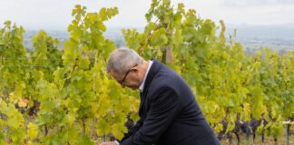 Glamočić – Nastavak podrške vinogradarima kroz nove podsticaje