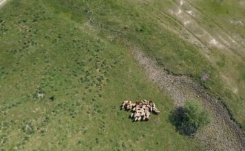 Novi pravilnik o savetodavnim poslovima u poljoprivredi stupa na snagu 1. januara