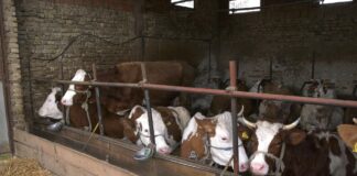 Uprava za agrarna plaćanja raspisala konkurs za premiju za mleko za treći kvartal