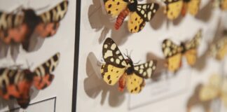 Kroz svet insekata Srbije – Sjajna izložba u Prirodnjačkom muzeju