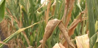 Rezultati ovogodišnje poljoprivredne proizvodnje u Srbiji