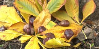 Kesten – Od šume do stola