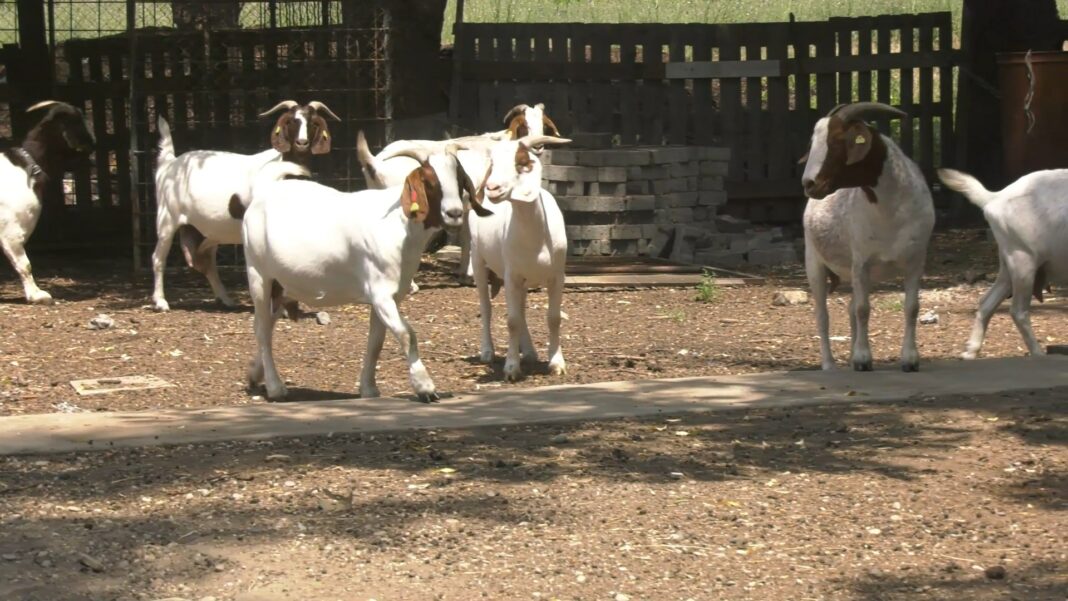 gajenja koza.mp4_snapshot_01.42.910