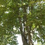 Konkurs za unapređenje lovstva i održivi razvoj za 2025. godinu