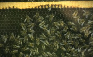 Savez pčelara predstavio prvu strategiju protiv klimatskih promena