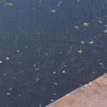 Drugi konkurs za podizanje novih i rekonstrukciju postojećih ribnjaka otvoren do 18.11.