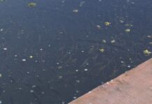 Drugi konkurs za podizanje novih i rekonstrukciju postojećih ribnjaka otvoren do 18.11.