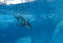 U Beo Zoo vrt do kraja godine stižu tri bela medveda, a sledeće godine slonica