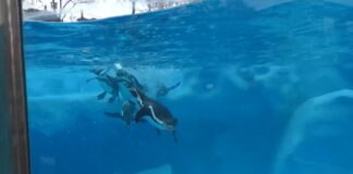 U Beo Zoo vrt do kraja godine stižu tri bela medveda, a sledeće godine slonica