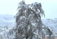 Niske temperature vazduha i uticaj na biljke