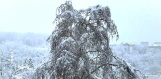 Niske temperature vazduha i uticaj na biljke