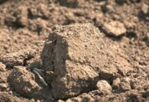 Zaštita od glodara na njivama – Primena rodenticida nakon utvrđivanja brojnosti aktivnih rupa