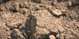 Zaštita od glodara na njivama – Primena rodenticida nakon utvrđivanja brojnosti aktivnih rupa