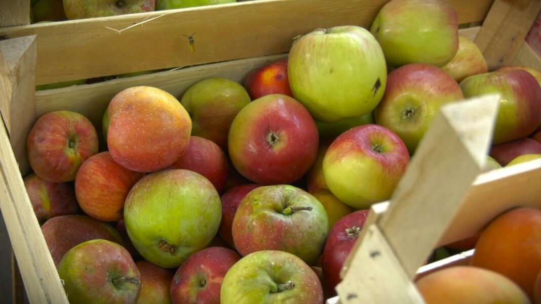 Cene voca i povrca 3