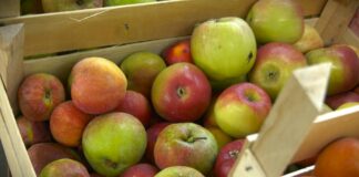 Cene voća i povrća: Šta je poskupelo, a šta pojeftinilo?