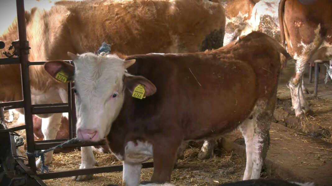 Raspisan poziv zivotinje