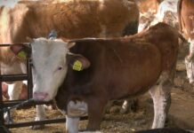 Raspisan poziv za podsticaje za očuvanje životinjskih genetičkih resursa