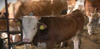 Raspisan poziv za podsticaje za očuvanje životinjskih genetičkih resursa