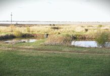 Šta koči razvoj srpskog ribarstva?