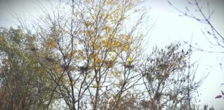 Novih 200.000 sadnica za pošumljavanje obala kanala