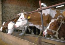 Počela javna rasprava o Nacrtu zakona o hrani za životinje