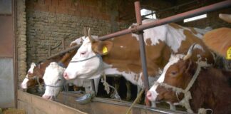 Počela javna rasprava o Nacrtu zakona o hrani za životinje